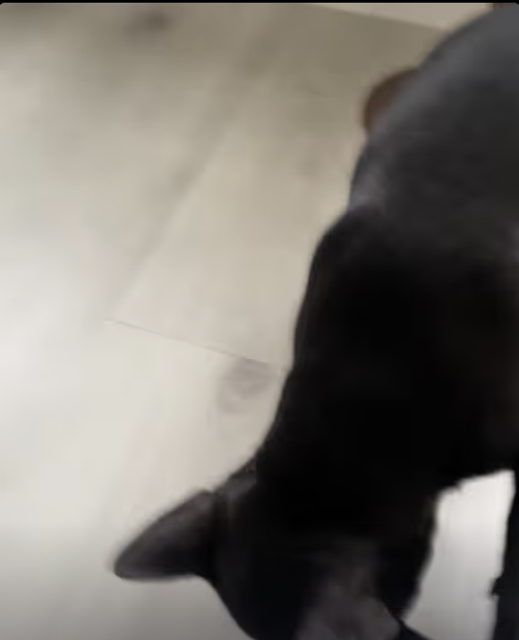 Frenchie Yoda vs. Vacuum Cleaner!